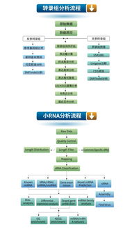 生工生物優(yōu)質(zhì)技術(shù)服務(wù)推薦 高通量測(cè)序與轉(zhuǎn)錄組、小RNA分析